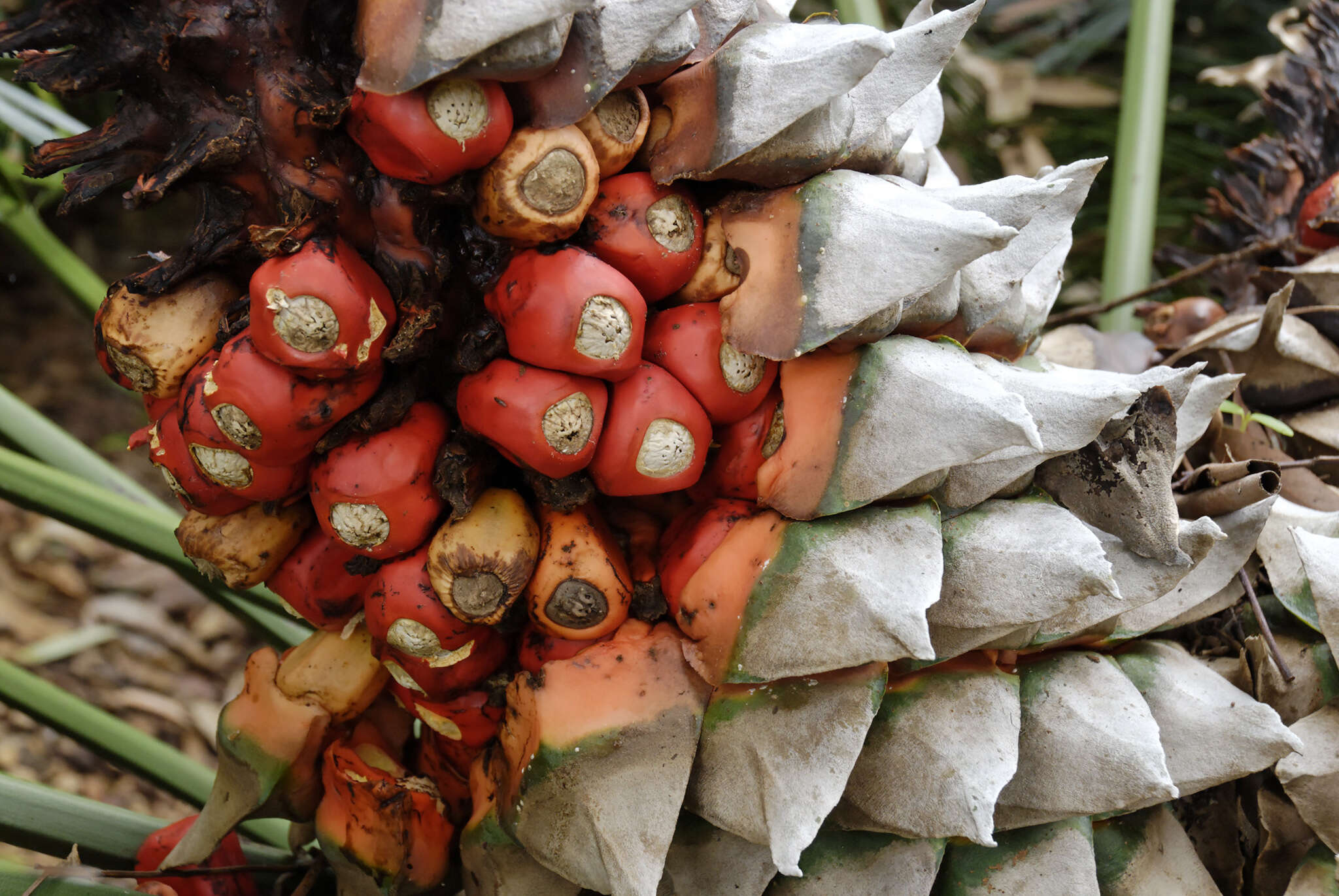 Image of Lepidozamia peroffskyana Regel