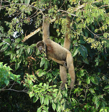 Image of Woolly monkey