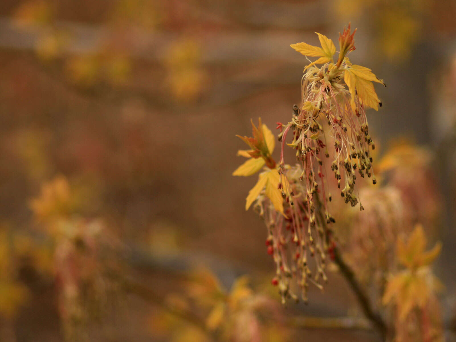 Image of Box Elder