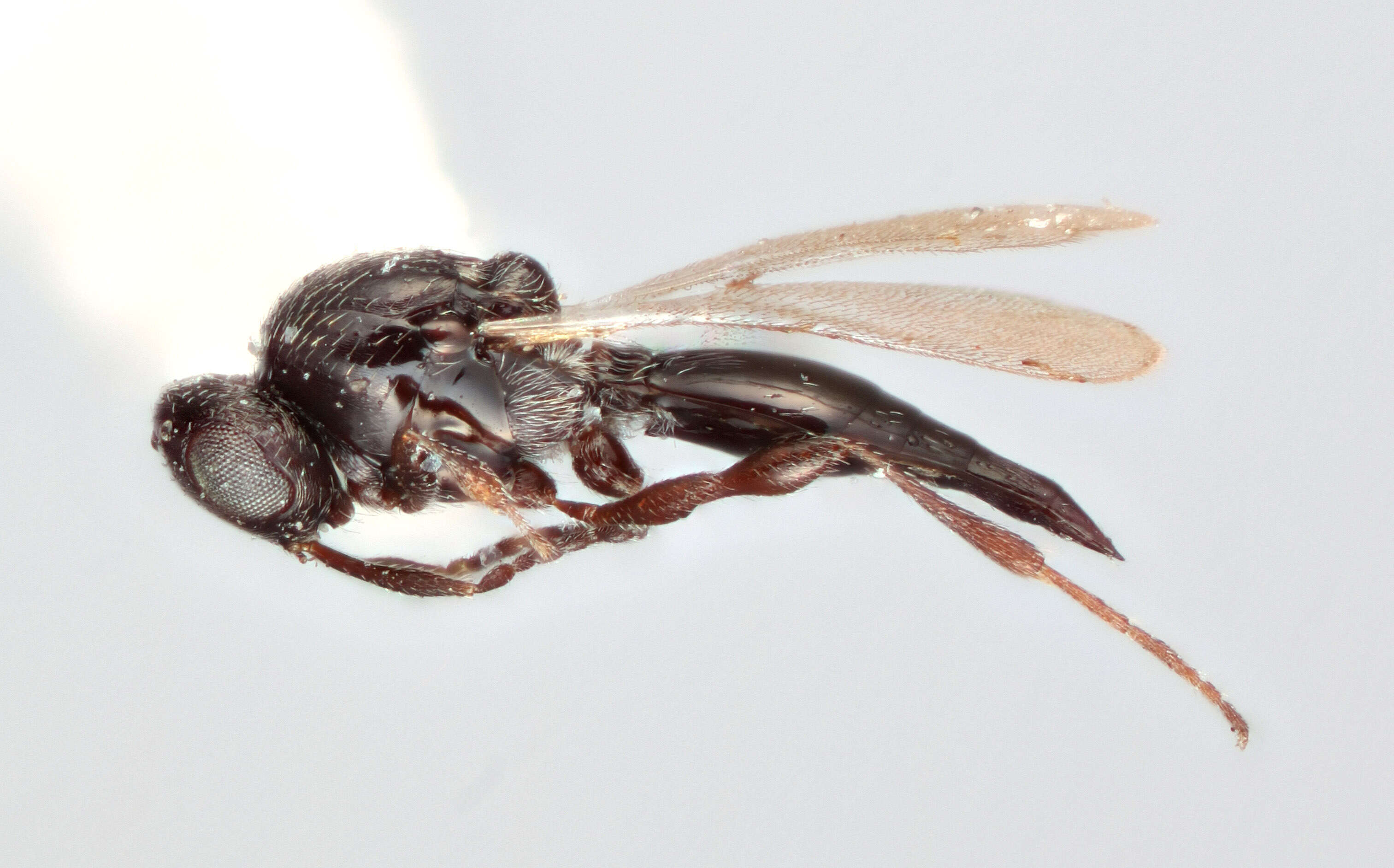 Image de Platygastridae