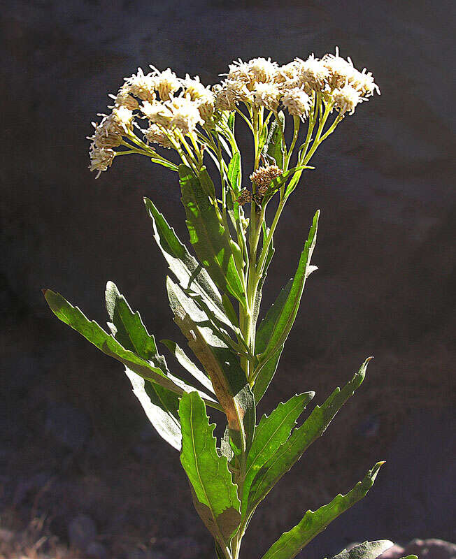 Image of Baccharis racemosa (Ruiz & Pav.) DC.