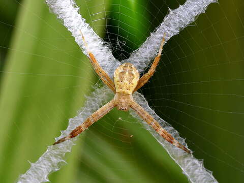 Imagem de Argiope