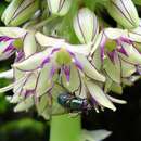 Image of Eucomis bicolor Baker