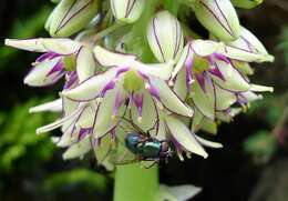 Imagem de Eucomis bicolor Baker