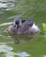 Image of Least Grebe