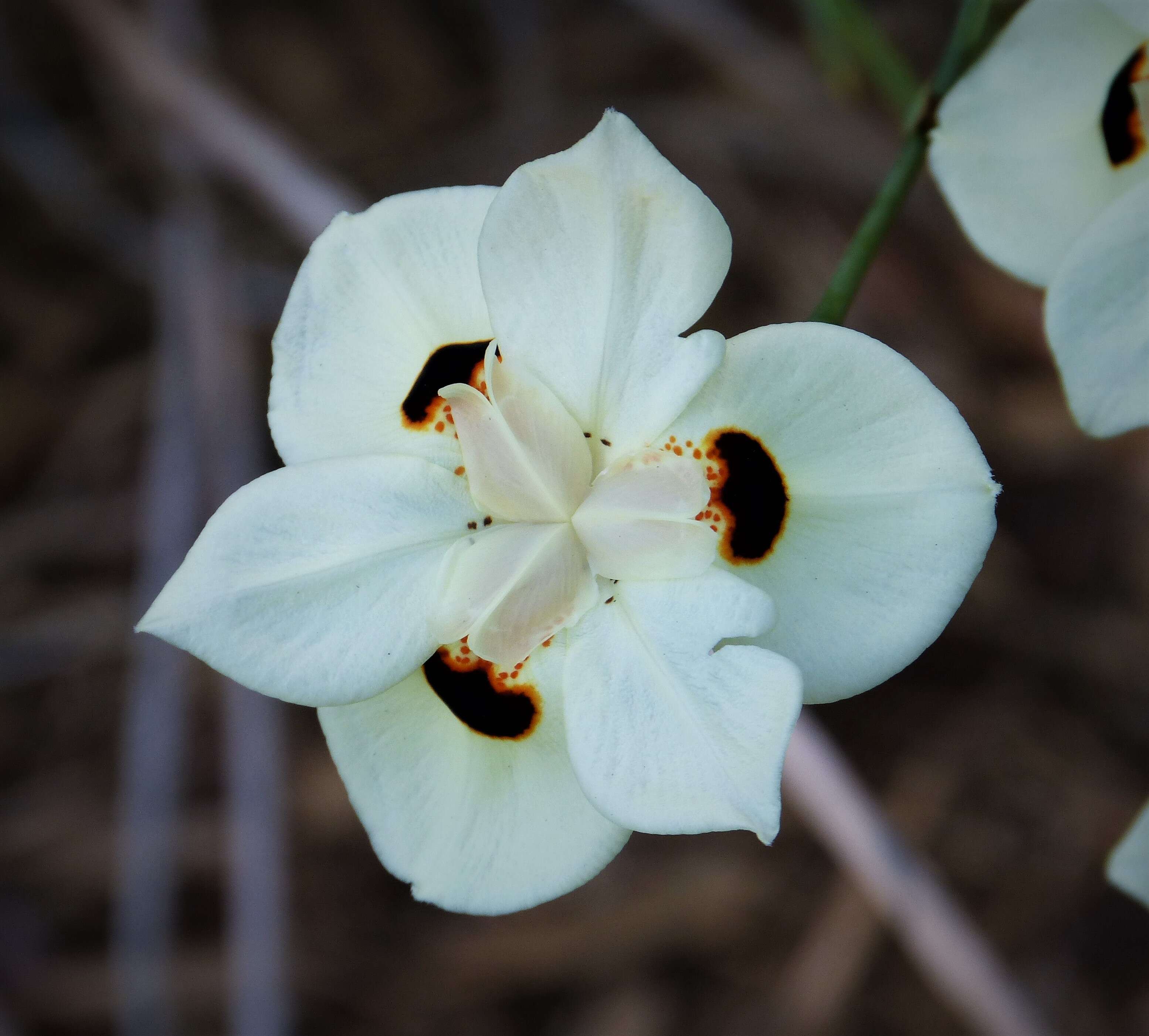 Image of African irises