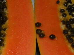 Image of papaya