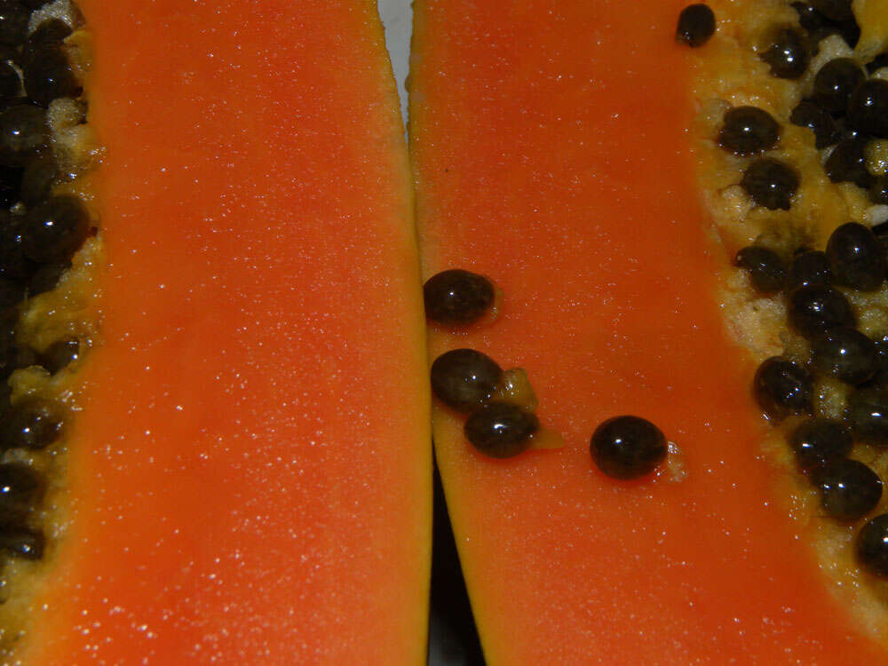 Image of papaya