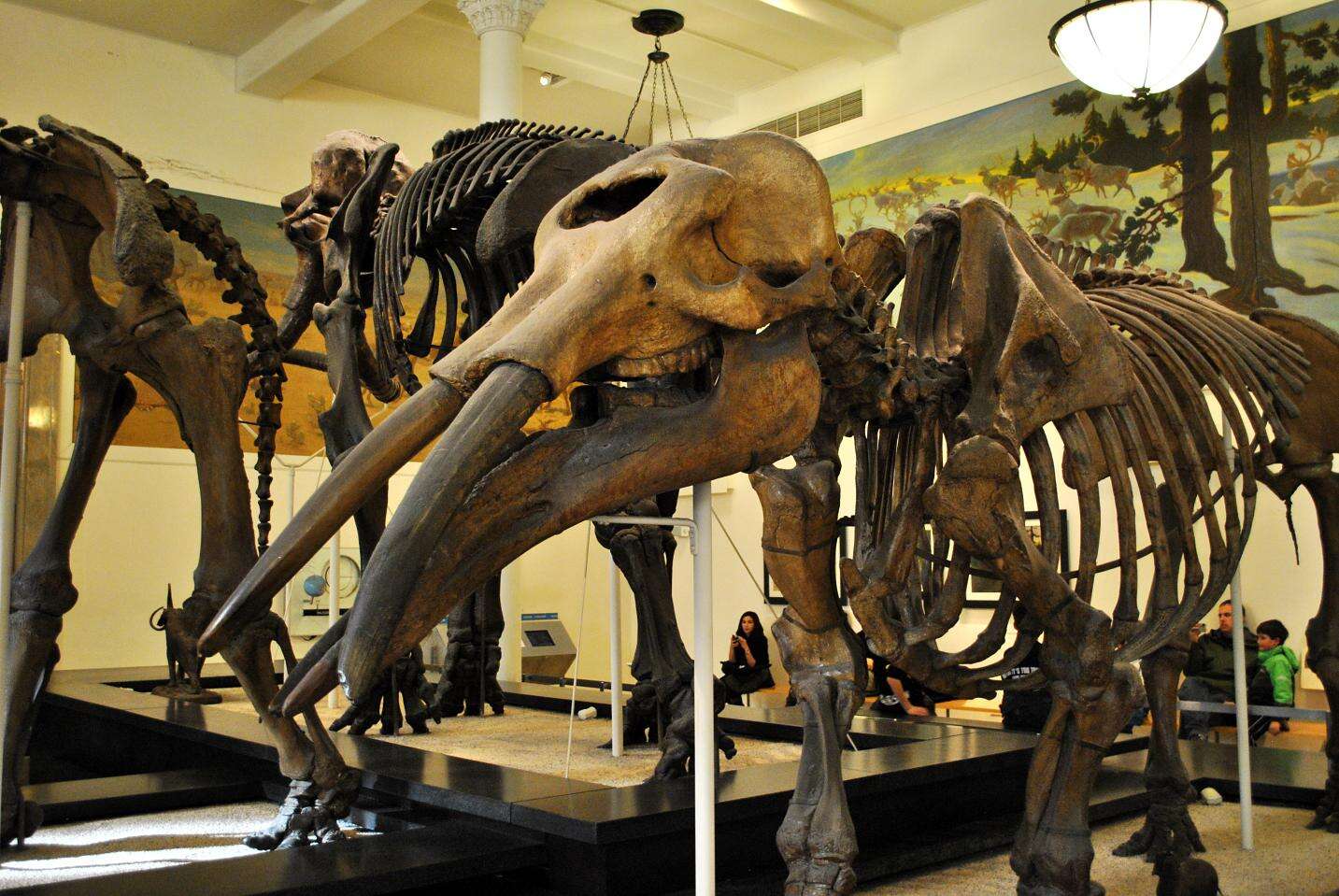 Image of Gomphotherium