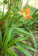 Image of hippeastrum