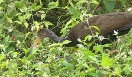 Image of limpkins