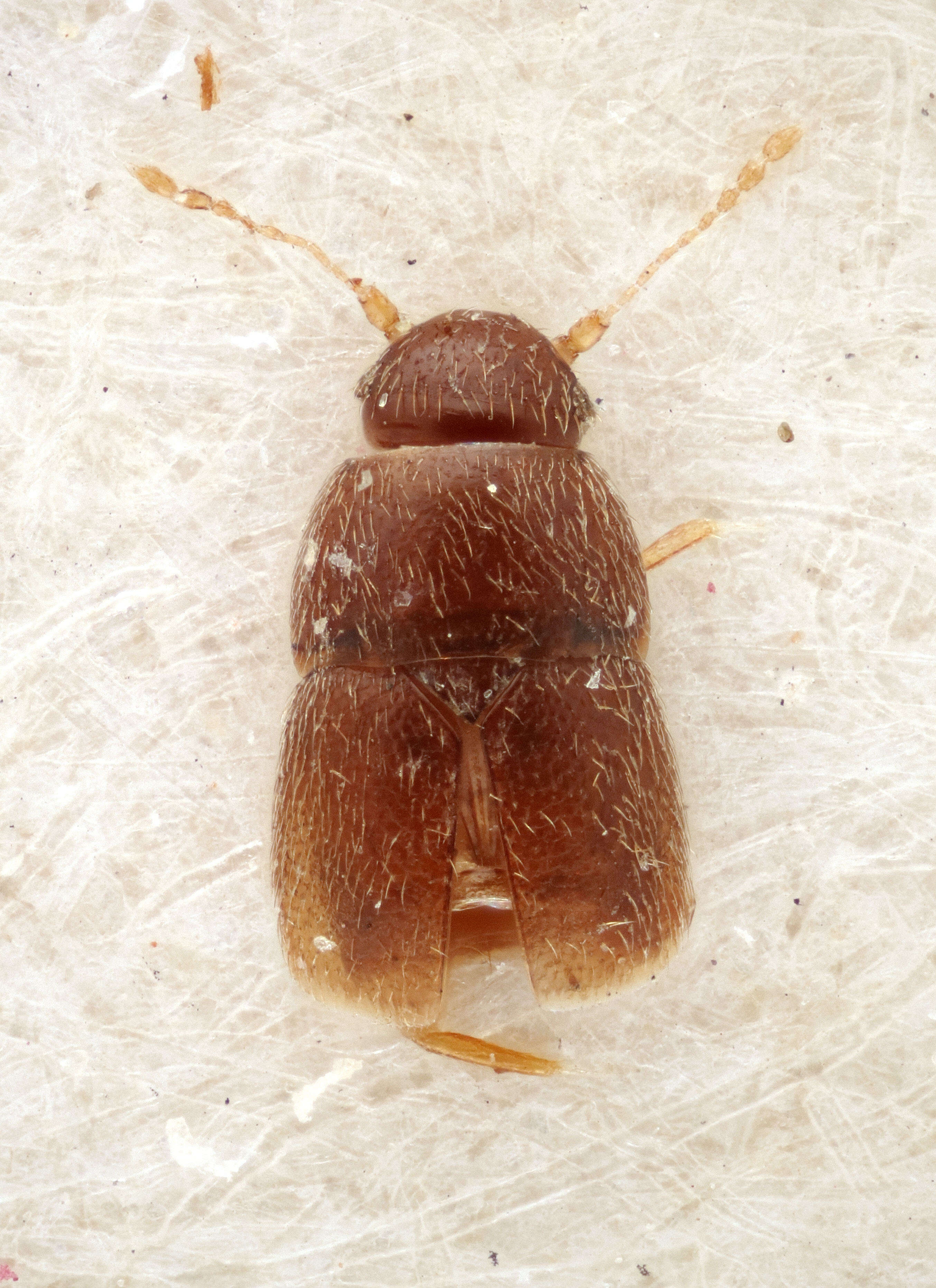 Image of featherwing beetles