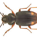 Image de Bembidion (Philochthus) guttula (Fabricius 1792)