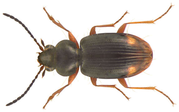 Image of bembidious beetles