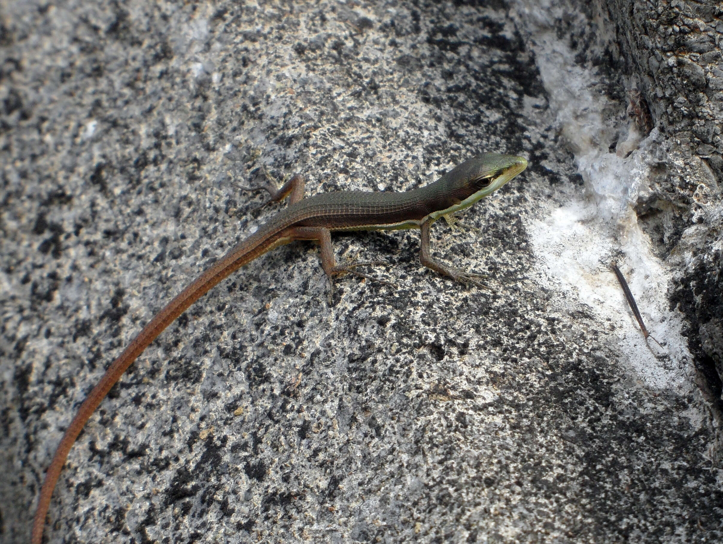 Image of Grass lizards