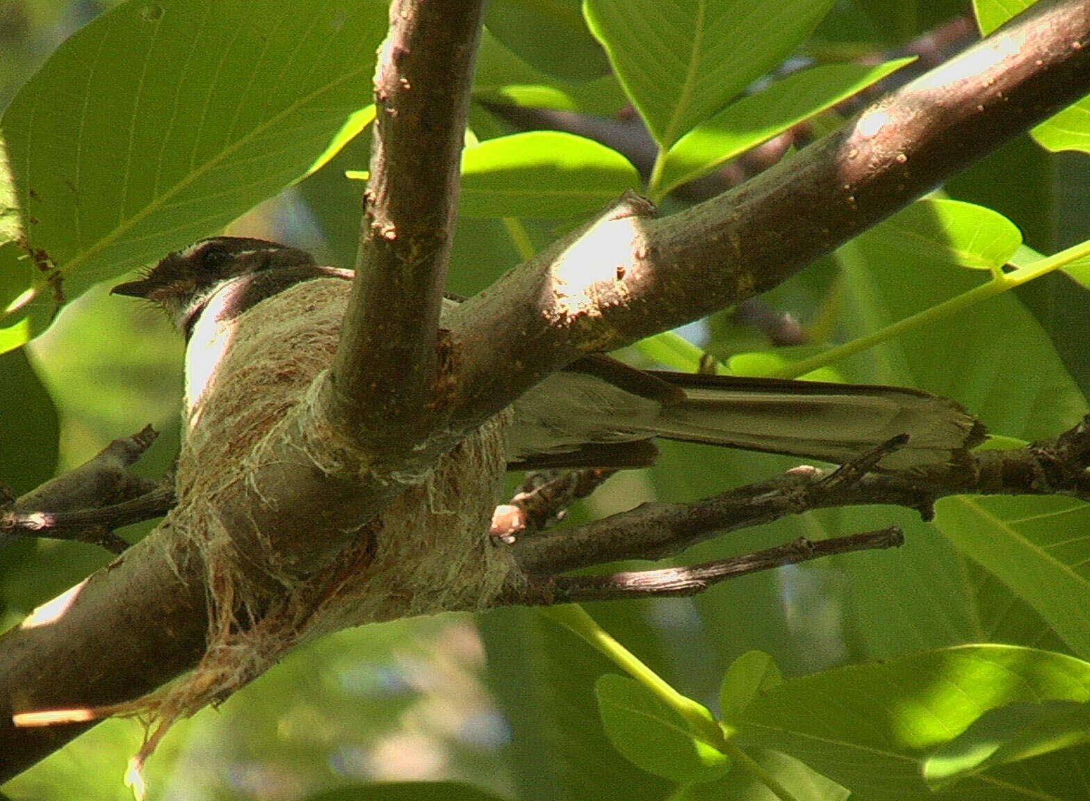 Слика од Rhipidura albiscapa Gould 1840