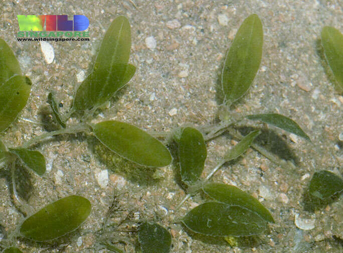 Image of seagrass