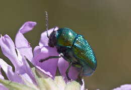 Cryptocephalus sericeus resmi