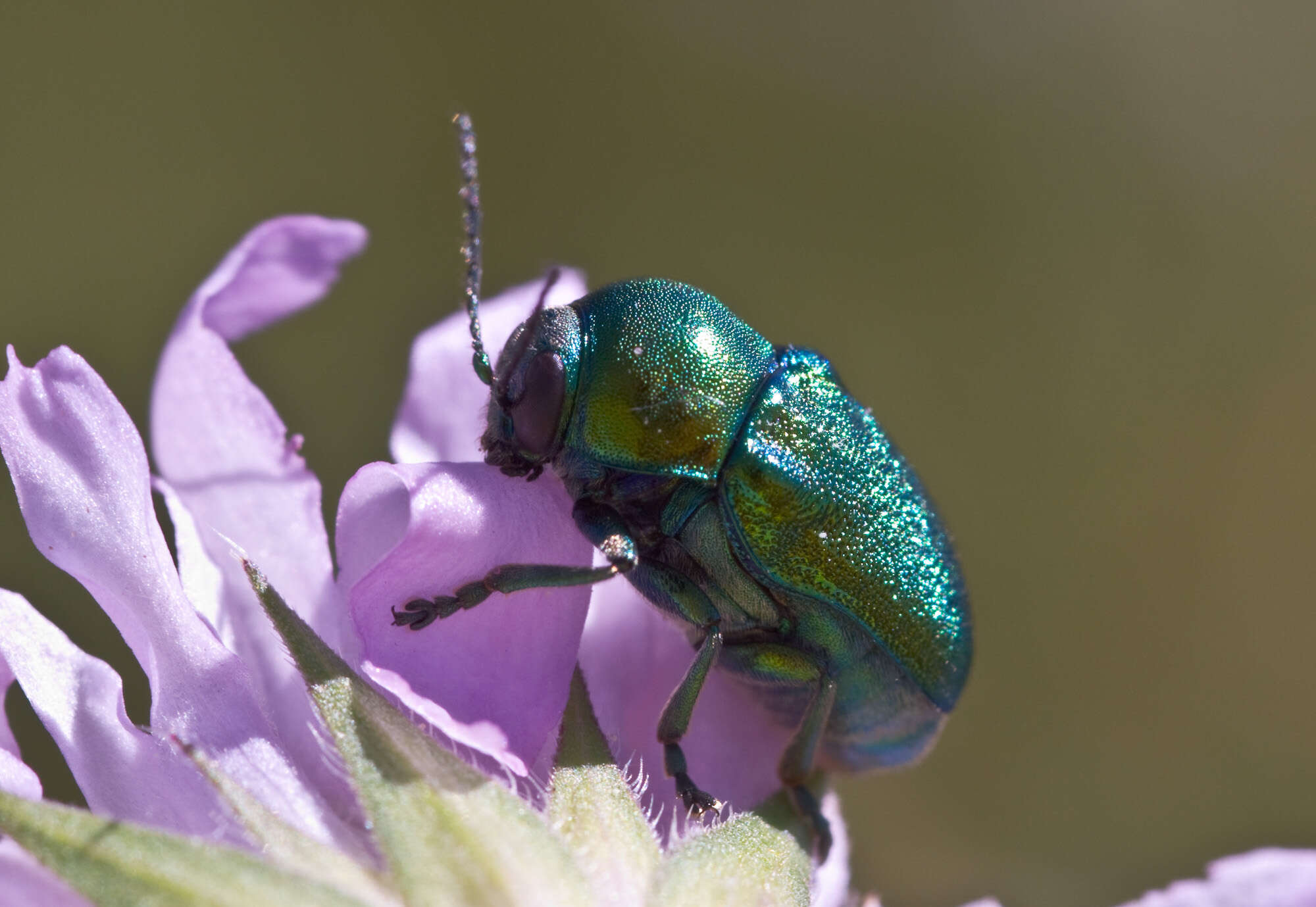 Cryptocephalus sericeus resmi