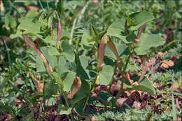 Image of Aristolochia croatica Horvatic