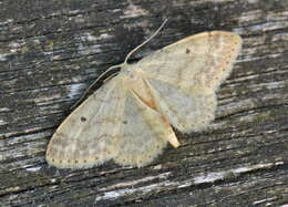 Image of Idaea