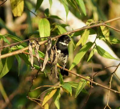 صورة Sporophila corvina (Sclater & PL 1860)