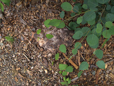 Image of Dog vomit slime mold