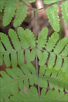 Image of oakfern