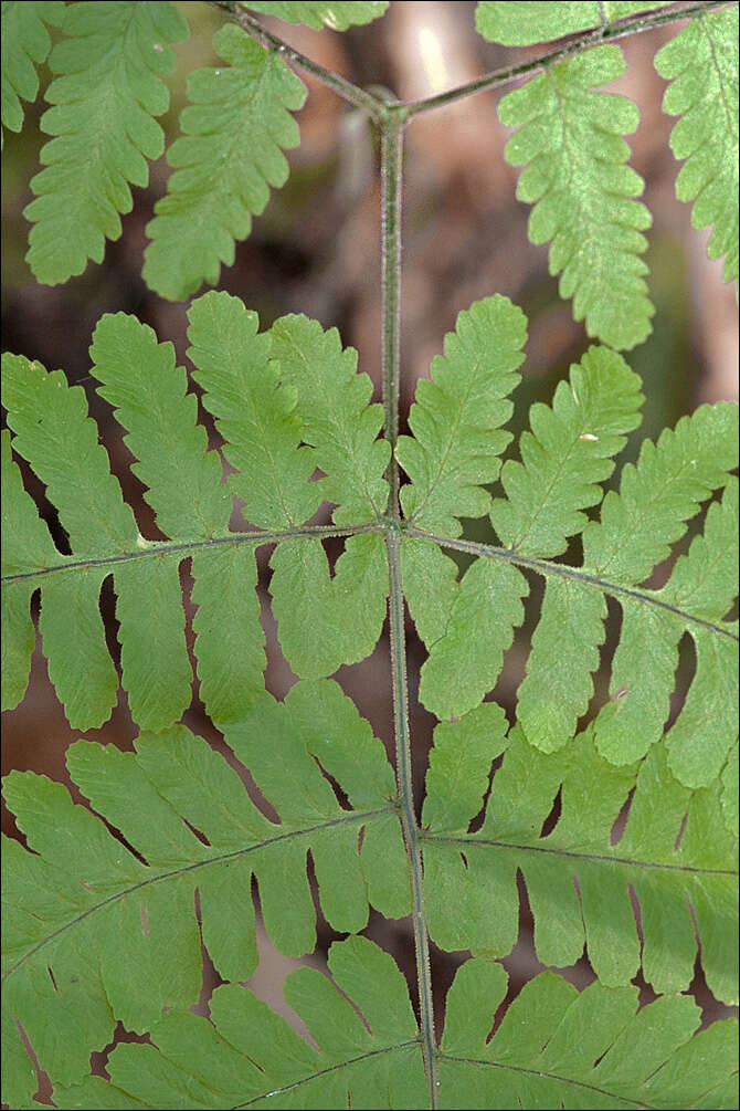 Image of oakfern