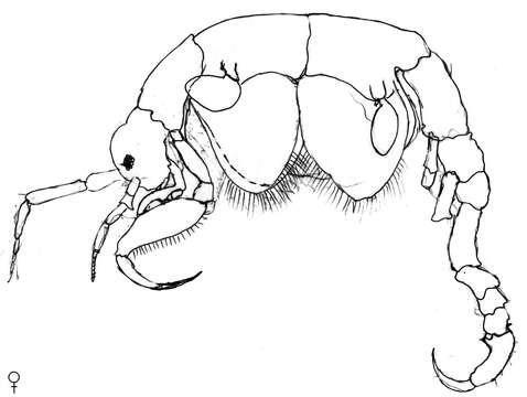 Image of Paracaprella Mayer 1890