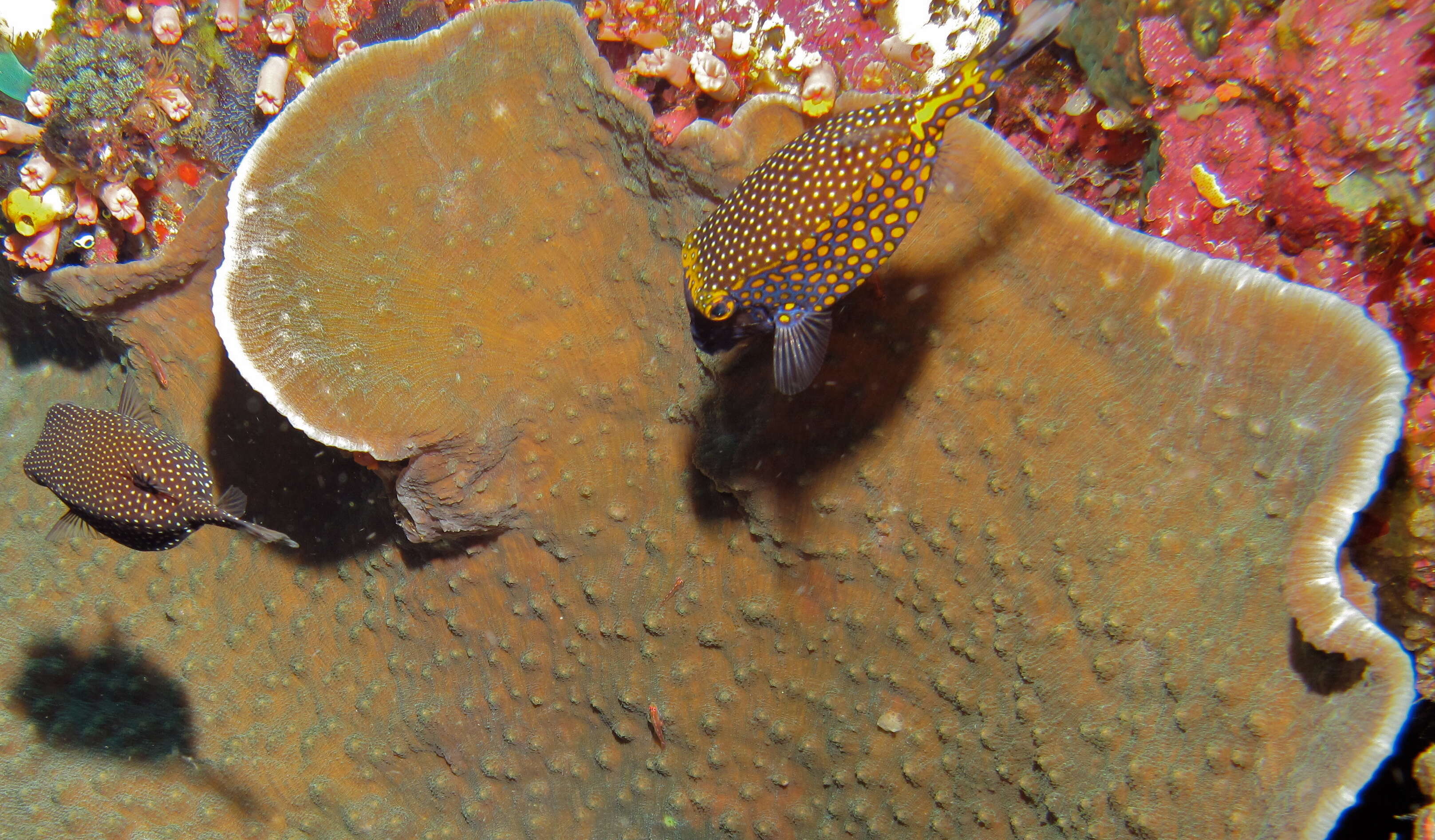 Image of Boxfishes