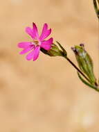 Image of Silene muscipula L.