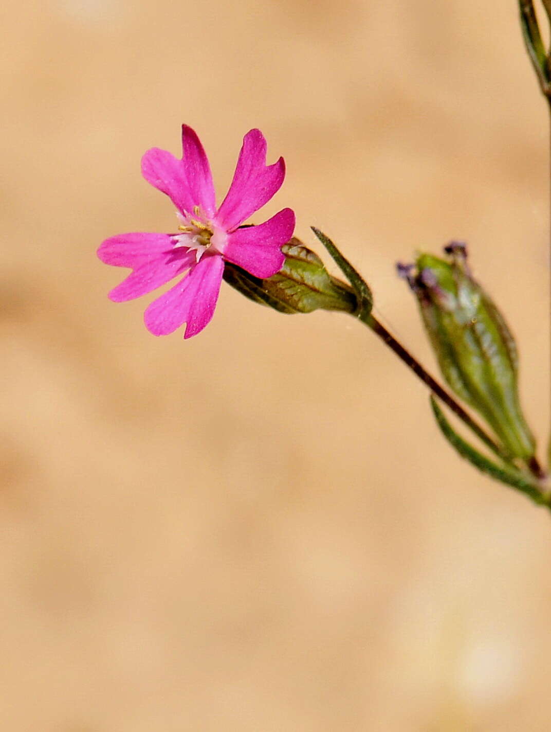 Imagem de Silene muscipula L.