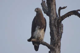 Image of Grey-headed Fish Eagle