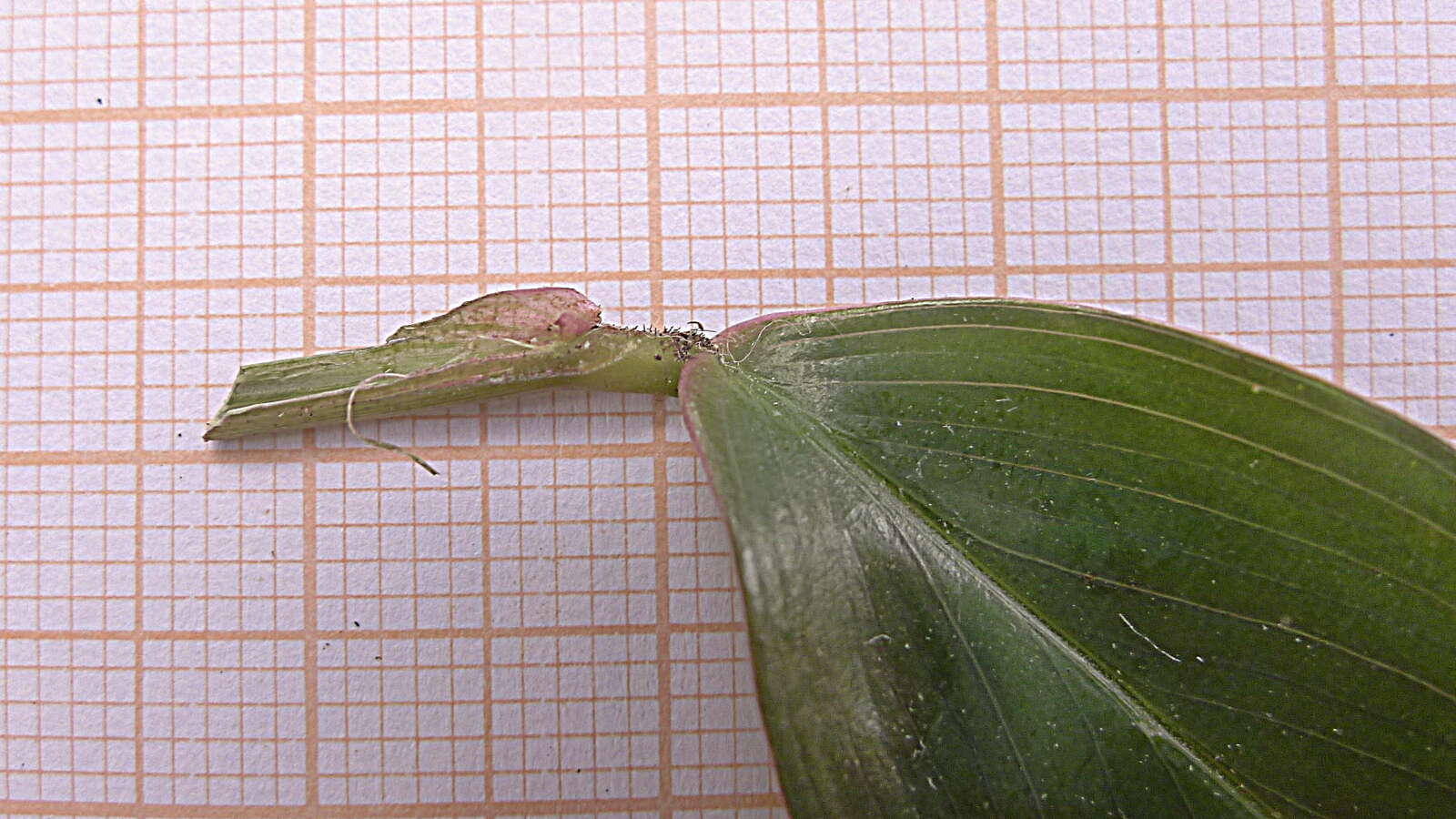 Image of Prayer Plant