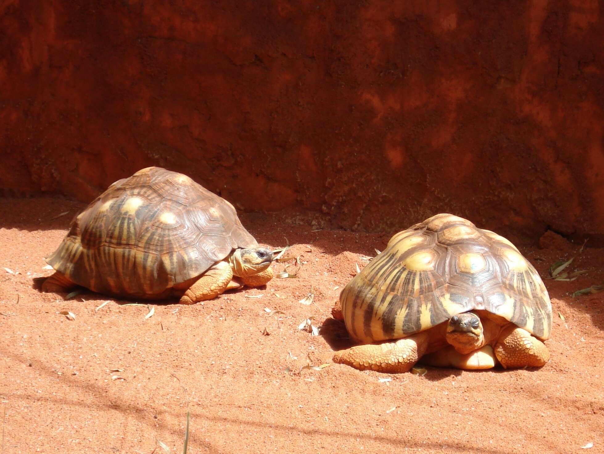 Imagem de Astrochelys radiata (Shaw 1802)