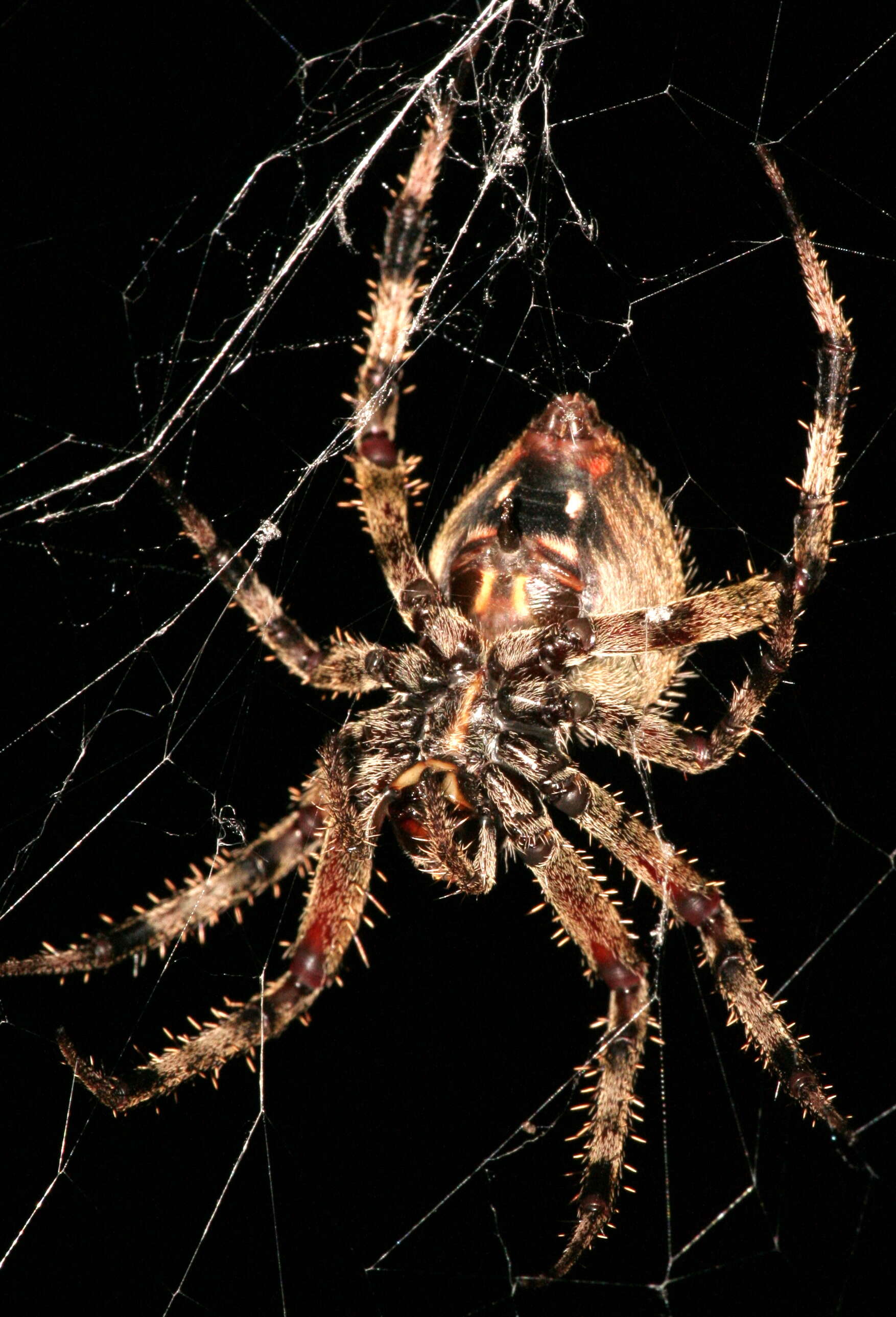 Image of Araneus