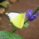 Image of Chocolate Albatross (butterfly)