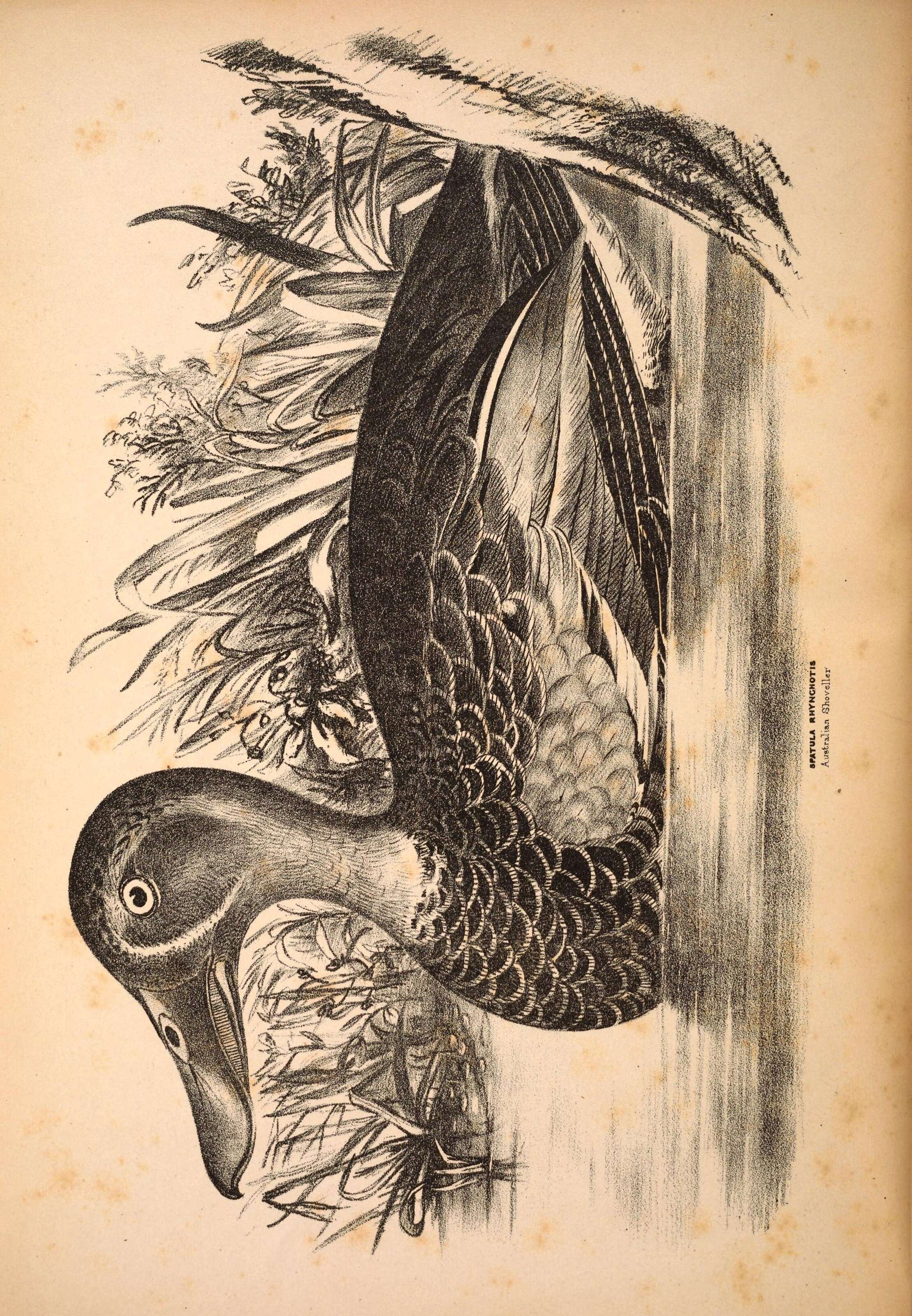 Spatula rhynchotis (Latham 1801) resmi