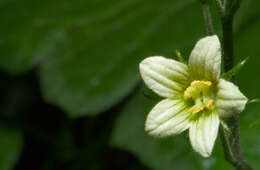 Image of bryony