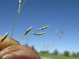 Sivun Eragrostis alveiformis Lazarides kuva