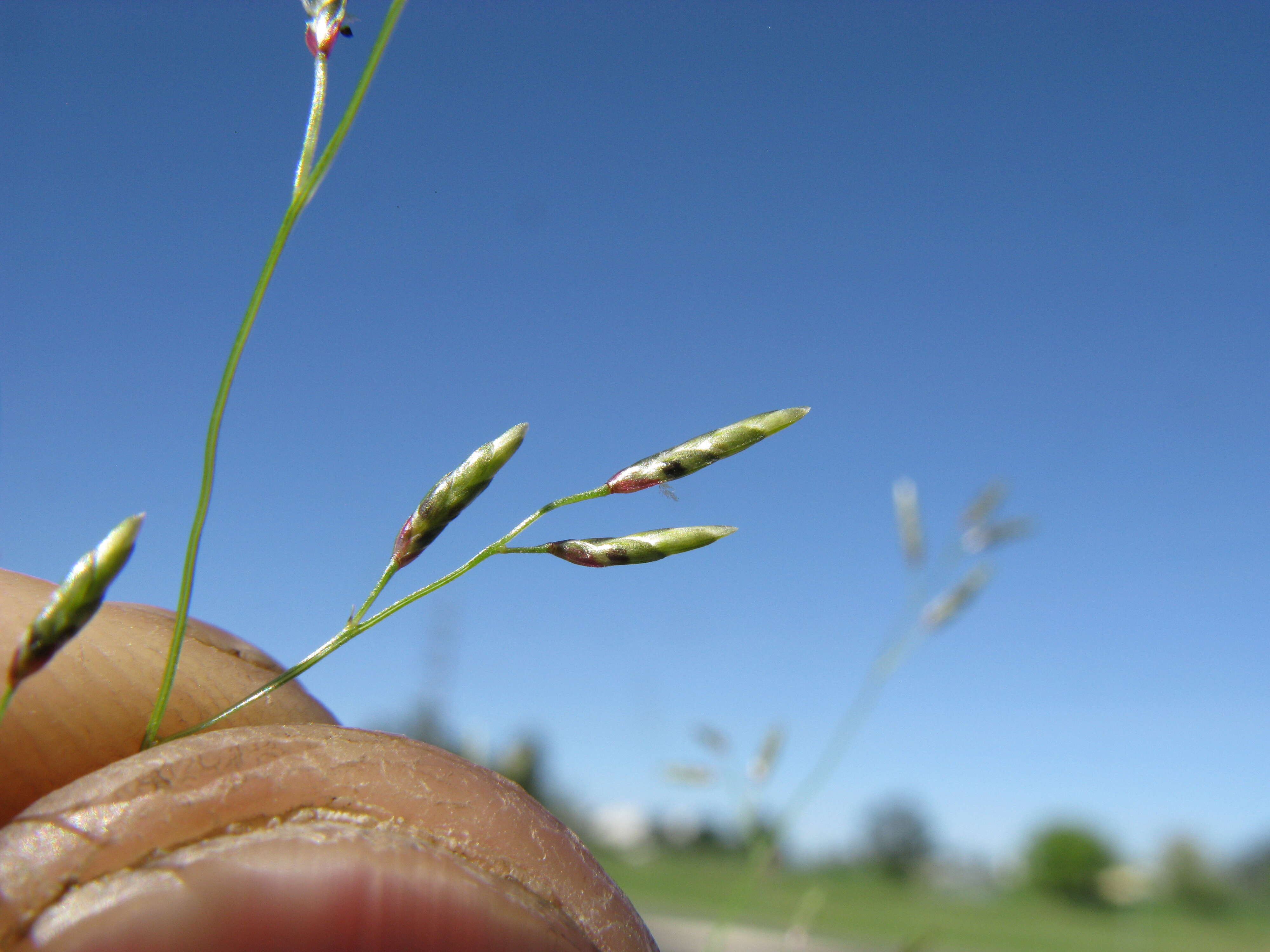 Sivun Eragrostis alveiformis Lazarides kuva