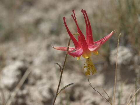 Image of Ranunculaceae