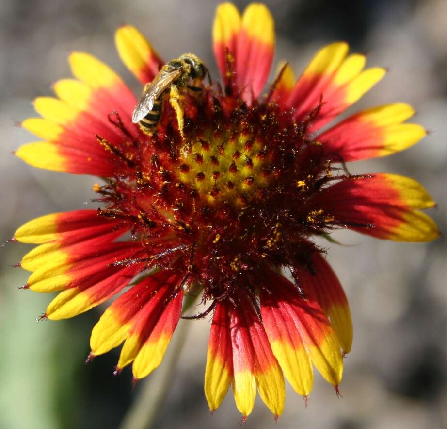 Image of blanketflower