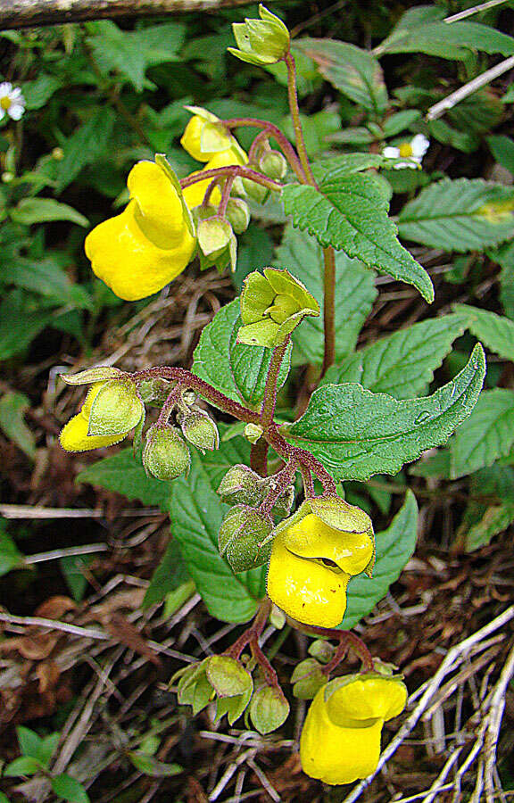 Image of Calceolaria microbefaria Kränzl.