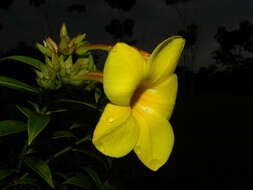 Image of Golden Trumpet or Buttercup Flower