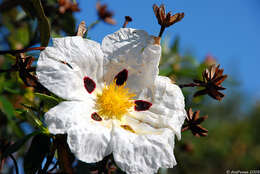 Image of common gum cistus