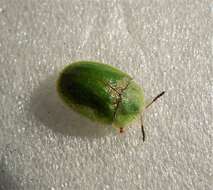 Image of thistle tortoise beetle