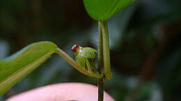 صورة Matelea orthosioides (Fourn.) J. Fontella Pereira