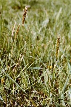 Image of Vernal Grasses